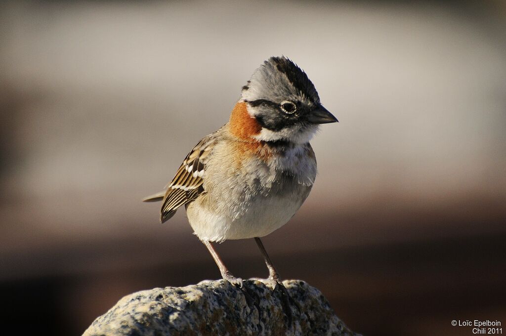 Rufous-collared Sparrow