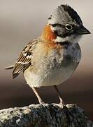 Rufous-collared Sparrow