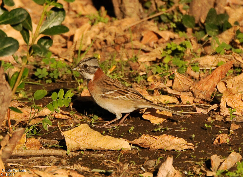 Rufous-collared Sparrow