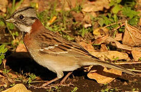 Rufous-collared Sparrow