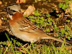 Rufous-collared Sparrow