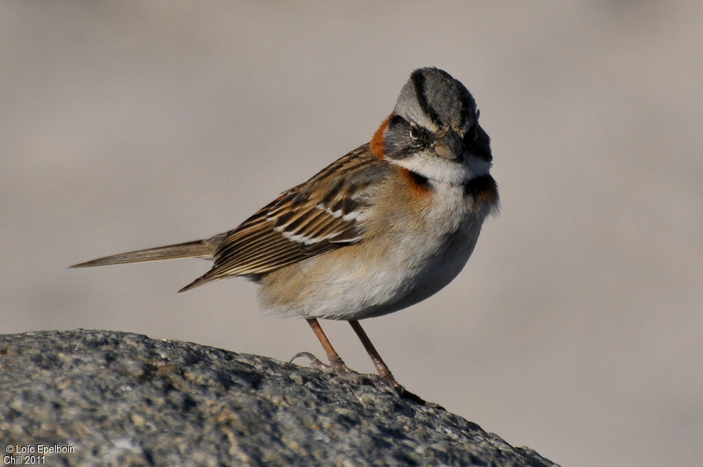 Rufous-collared Sparrow