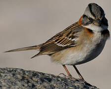 Rufous-collared Sparrow