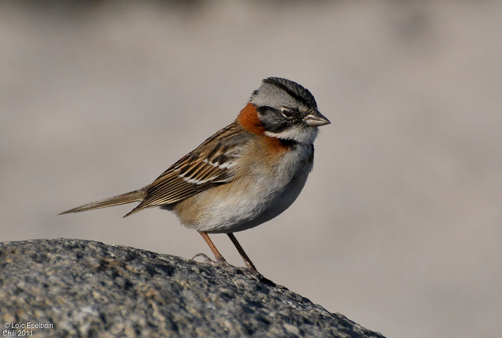 Rufous-collared Sparrow