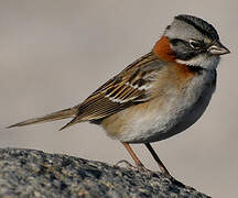 Rufous-collared Sparrow