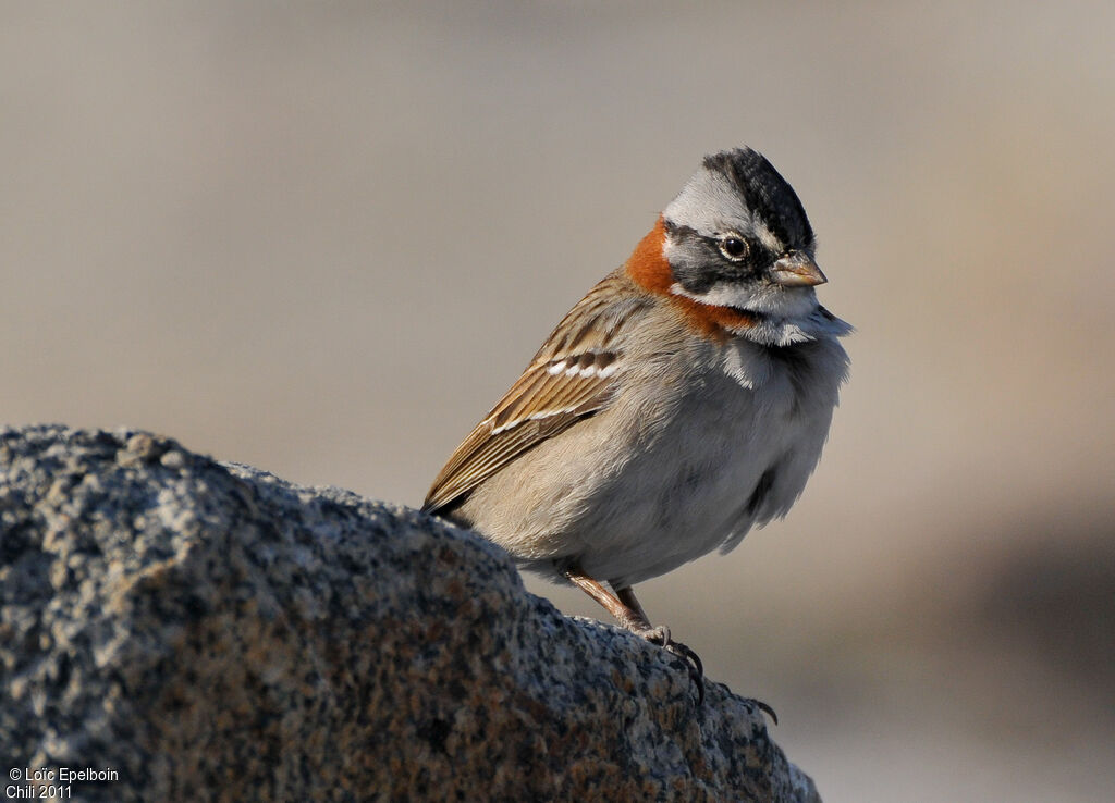 Rufous-collared Sparrow