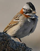 Rufous-collared Sparrow