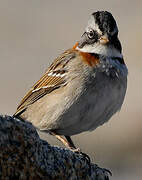 Rufous-collared Sparrow