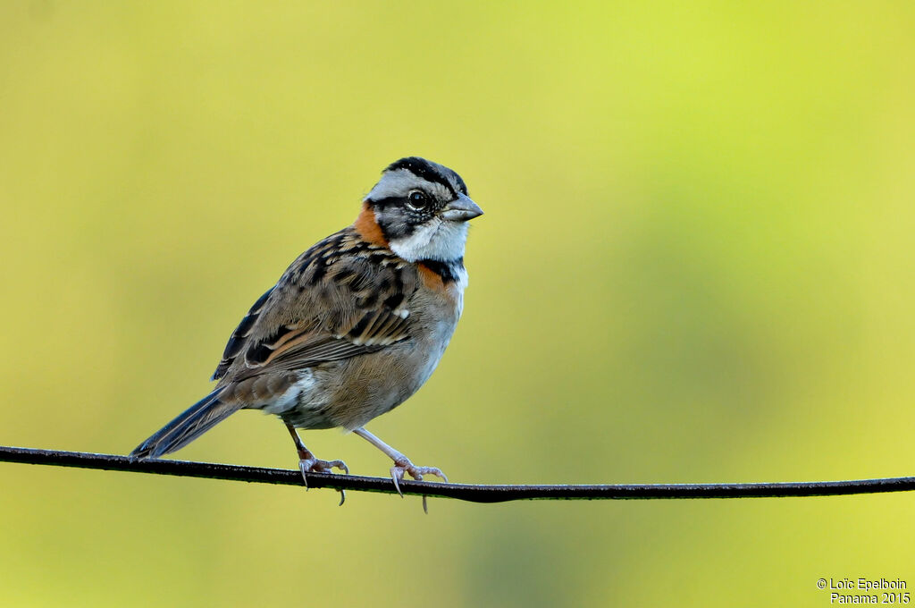 Rufous-collared Sparrow