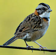 Rufous-collared Sparrow