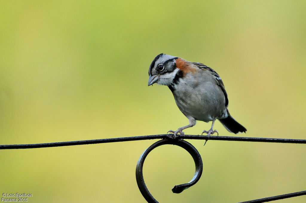 Rufous-collared Sparrow