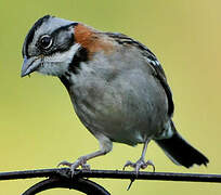 Rufous-collared Sparrow