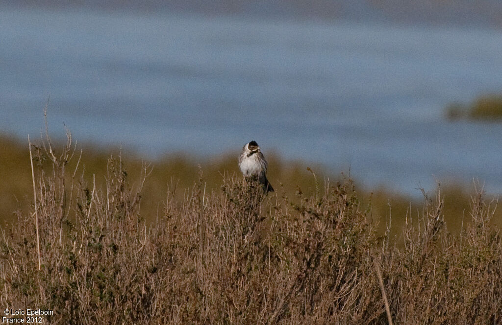 Common Reed Bunting