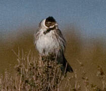 Common Reed Bunting