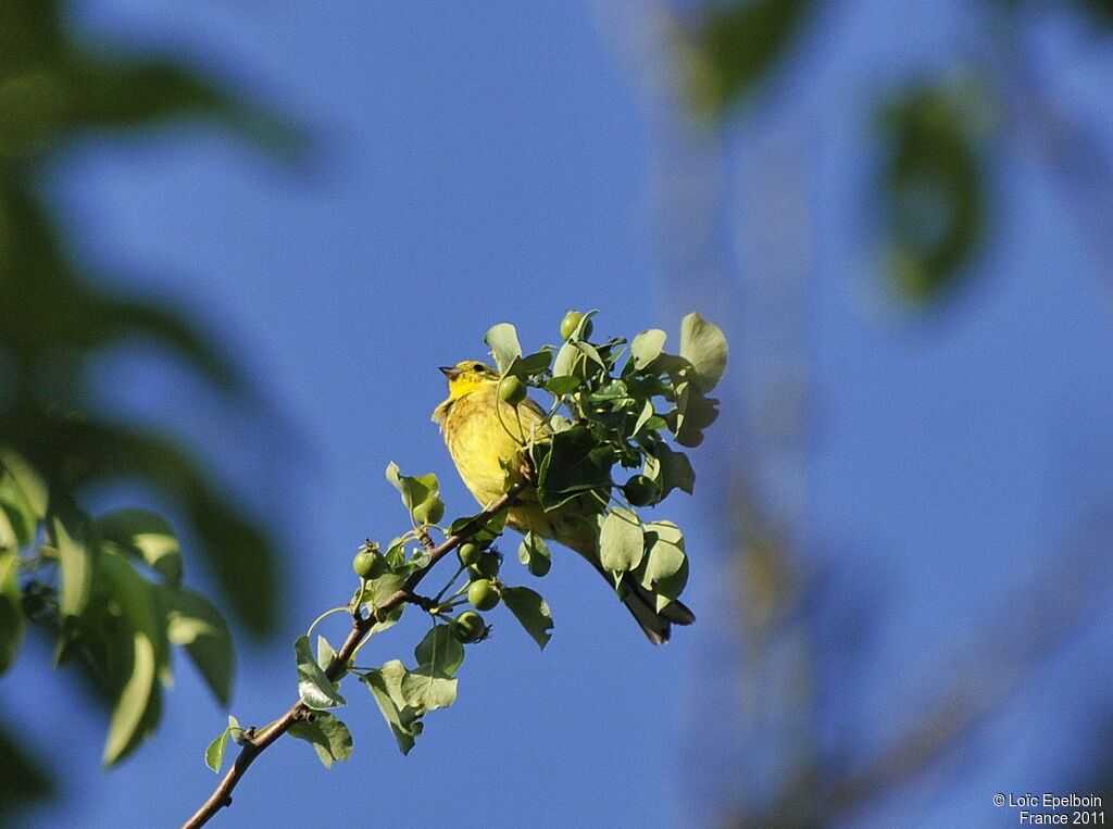 Bruant jaune