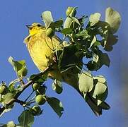 Yellowhammer