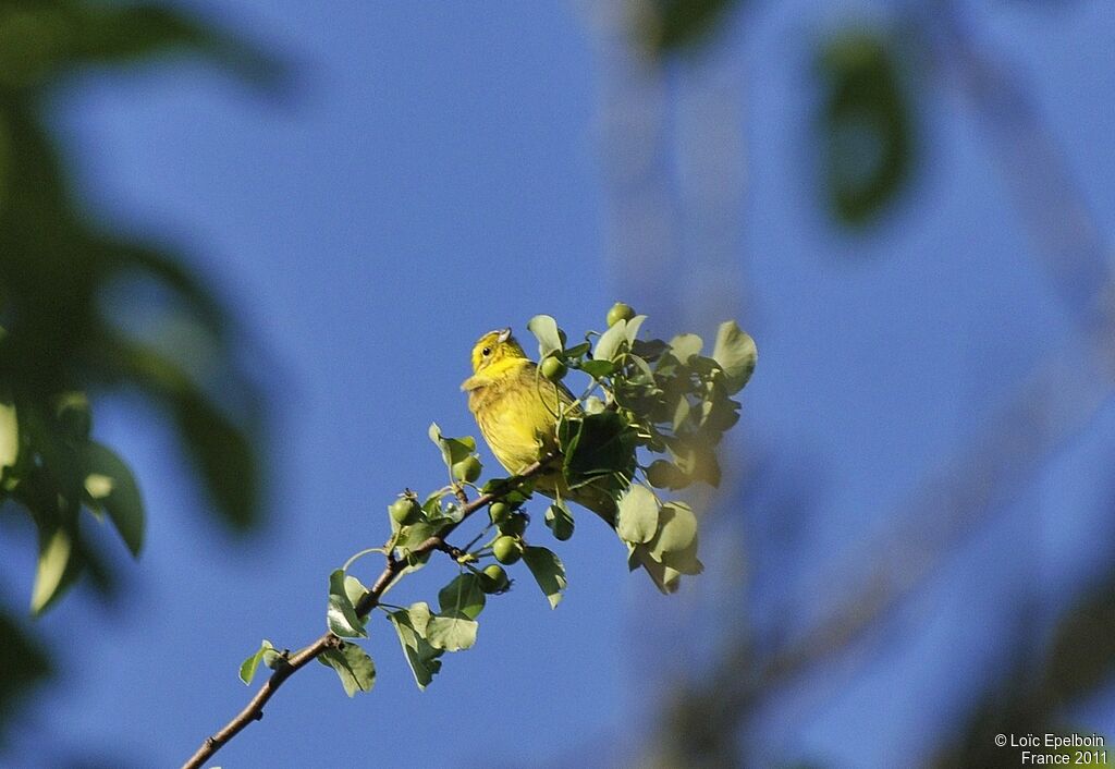 Bruant jaune