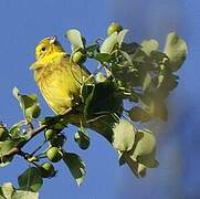 Bruant jaune