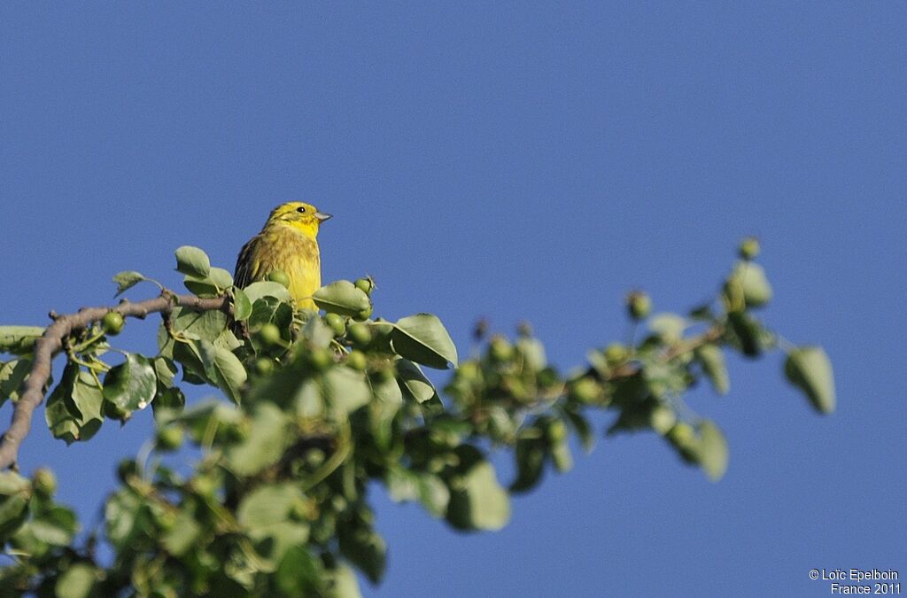 Bruant jaune