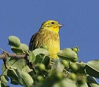 Yellowhammer