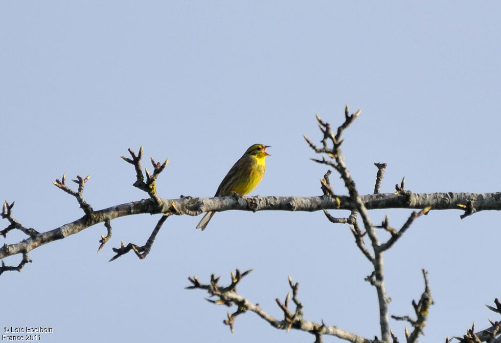 Bruant jaune