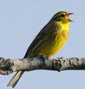 Yellowhammer