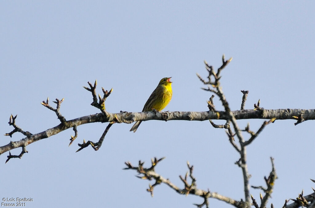 Bruant jaune