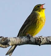 Bruant jaune