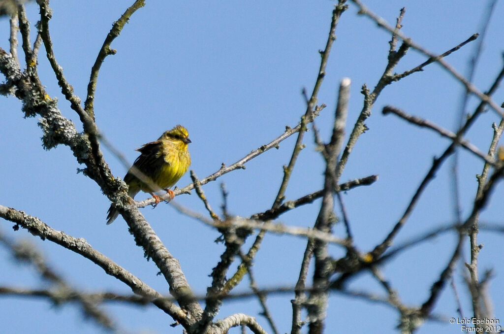 Bruant jaune