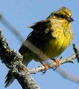 Yellowhammer