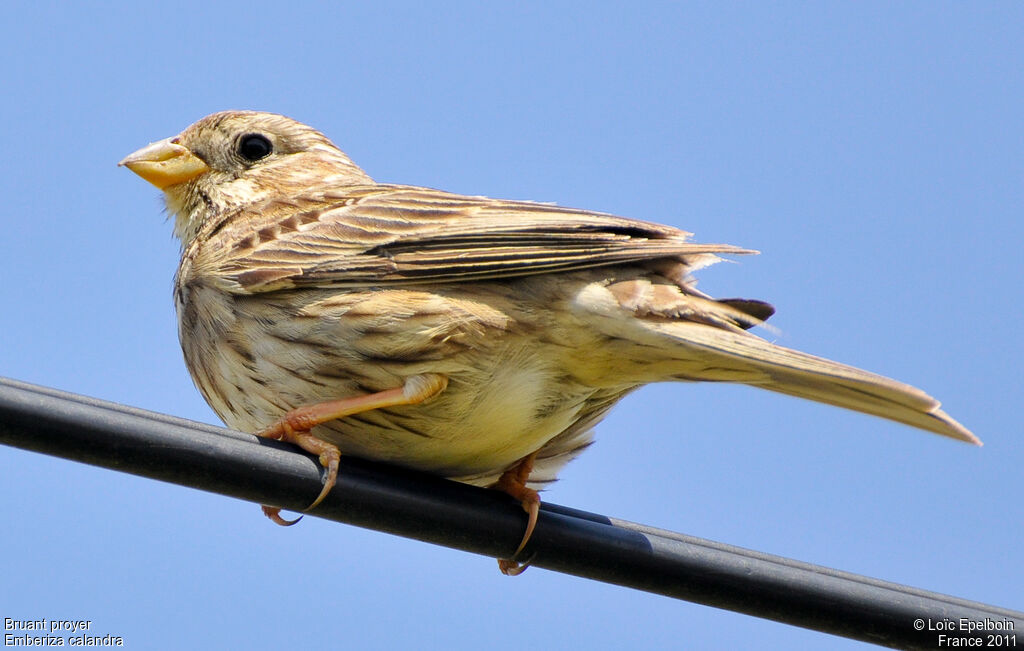 Corn Bunting