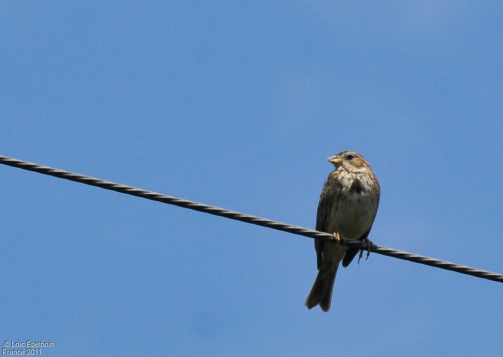 Corn Bunting