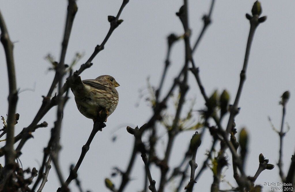 Corn Bunting