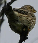 Corn Bunting