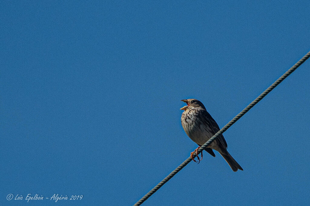 Corn Bunting