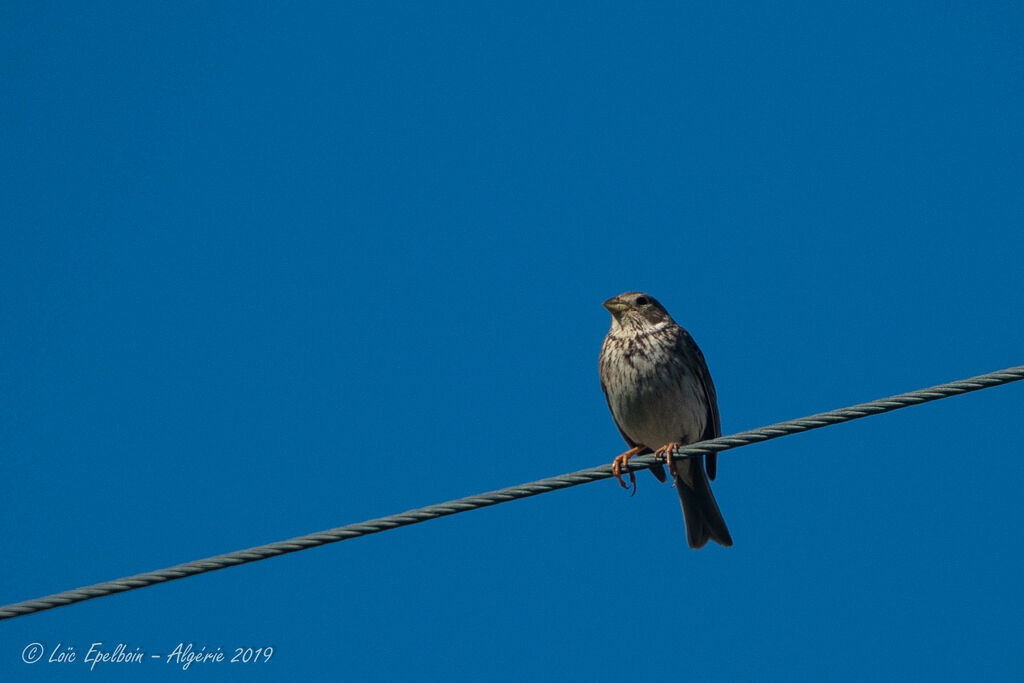 Corn Bunting