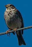 Corn Bunting