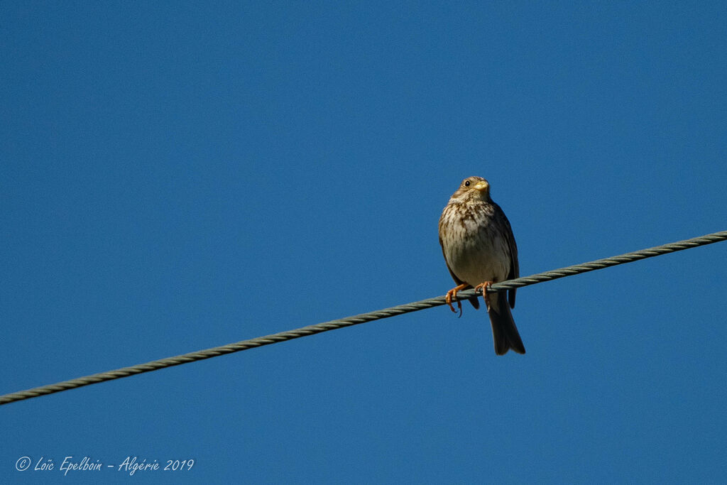 Corn Bunting