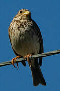 Corn Bunting