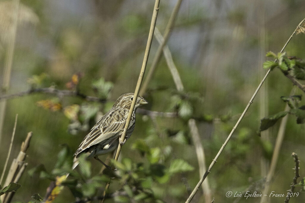 Corn Bunting