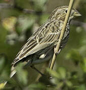 Corn Bunting