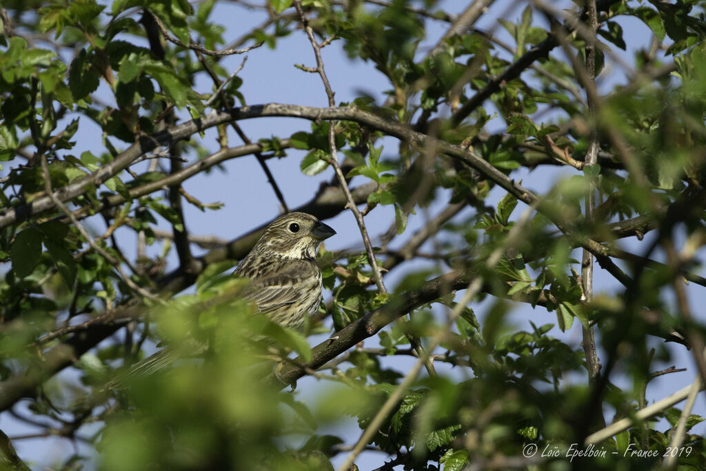 Corn Bunting