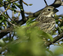 Corn Bunting