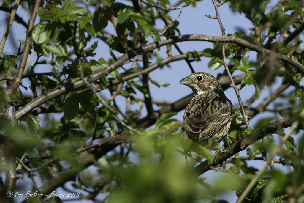 Corn Bunting