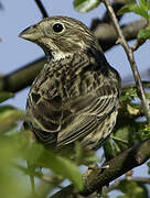 Corn Bunting