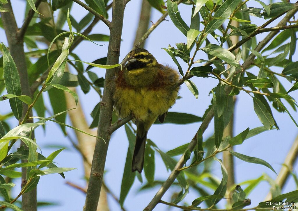 Cirl Bunting