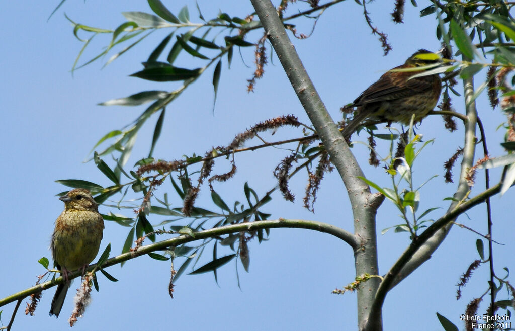 Cirl Bunting