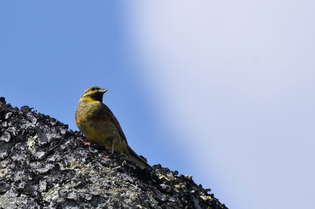 Cirl Bunting