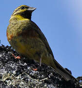 Cirl Bunting