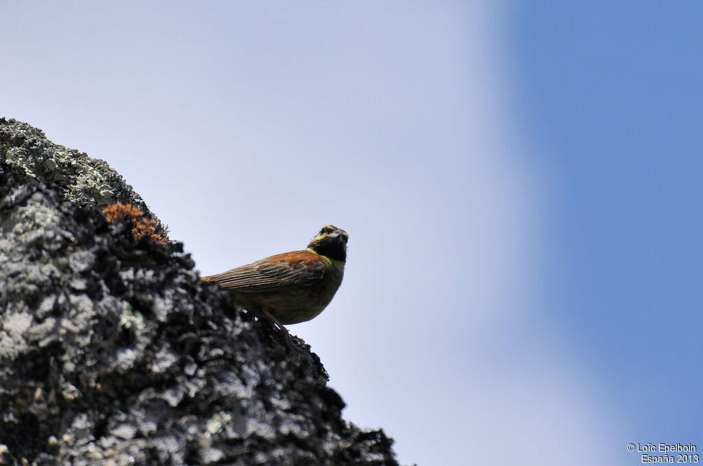 Cirl Bunting